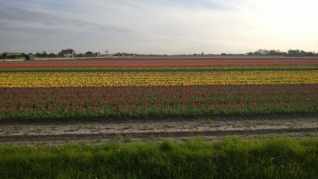 Ein leuchtendes Tulpenfeld in den Niederlanden mit grünem Gras, Bäumen, Häusern und einem klaren blauen Himmel im Hintergrund.