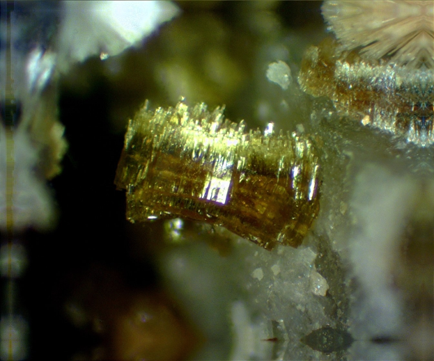 Nahaufnahme eines goldenen Pallasit-Meteoriten-Fragments mit kristalliner Struktur, das Licht auf einer Felsenoberfläche reflektiert.