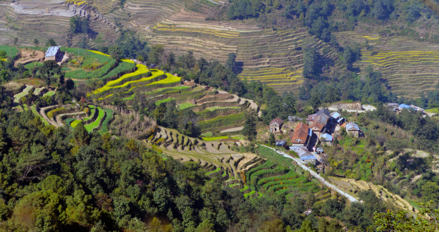 Prächtige Reisterrassen in Sapa, Vietnam, mit hohen Bäumen, verstreuten Häusern und einer gewundenen Straße durch die Hügel.