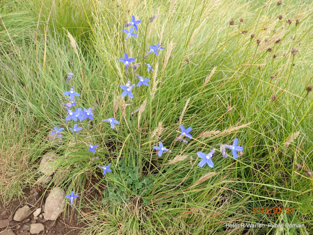 Ein Feld aus hohem Gras mit ein paar blauen Enzianblüten in der Mitte, umgeben von verstreuten Steinen, mit einem Wasserzeichen in der rechten unteren Ecke.