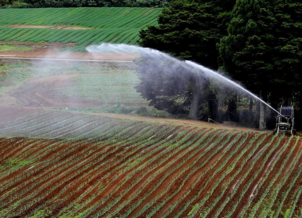 Landwirtschaftliches Feld mit Reihen von angepflanzten Kulturen, eine Wasser-Sprühmaschine, die durch das Feld fährt, große Bäume im Hintergrund und zusätzliche Kulturen jenseits der Bäume.
