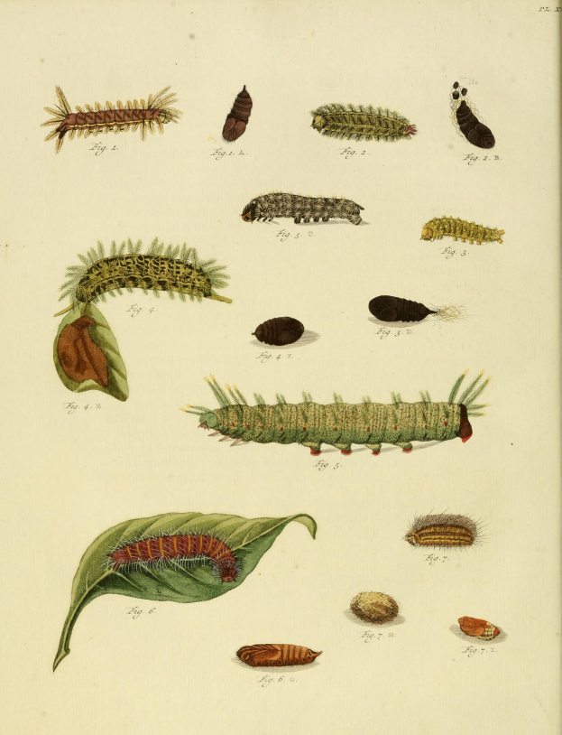 Eine Buchseite mit detaillierten, farbenfrohen Illustrationen verschiedener Raupen, Larven und Schmetterlinge.