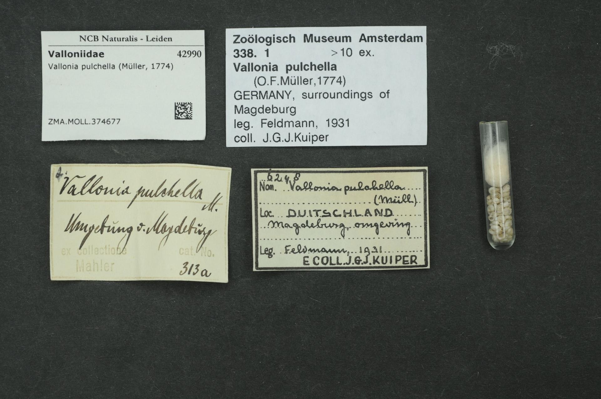 Black surface with a small glass vial containing white pills next to a paper labeled "Vallonia Pulchella, F.F. Müller, Germany, Surroundings of Magdeburg, 1931".