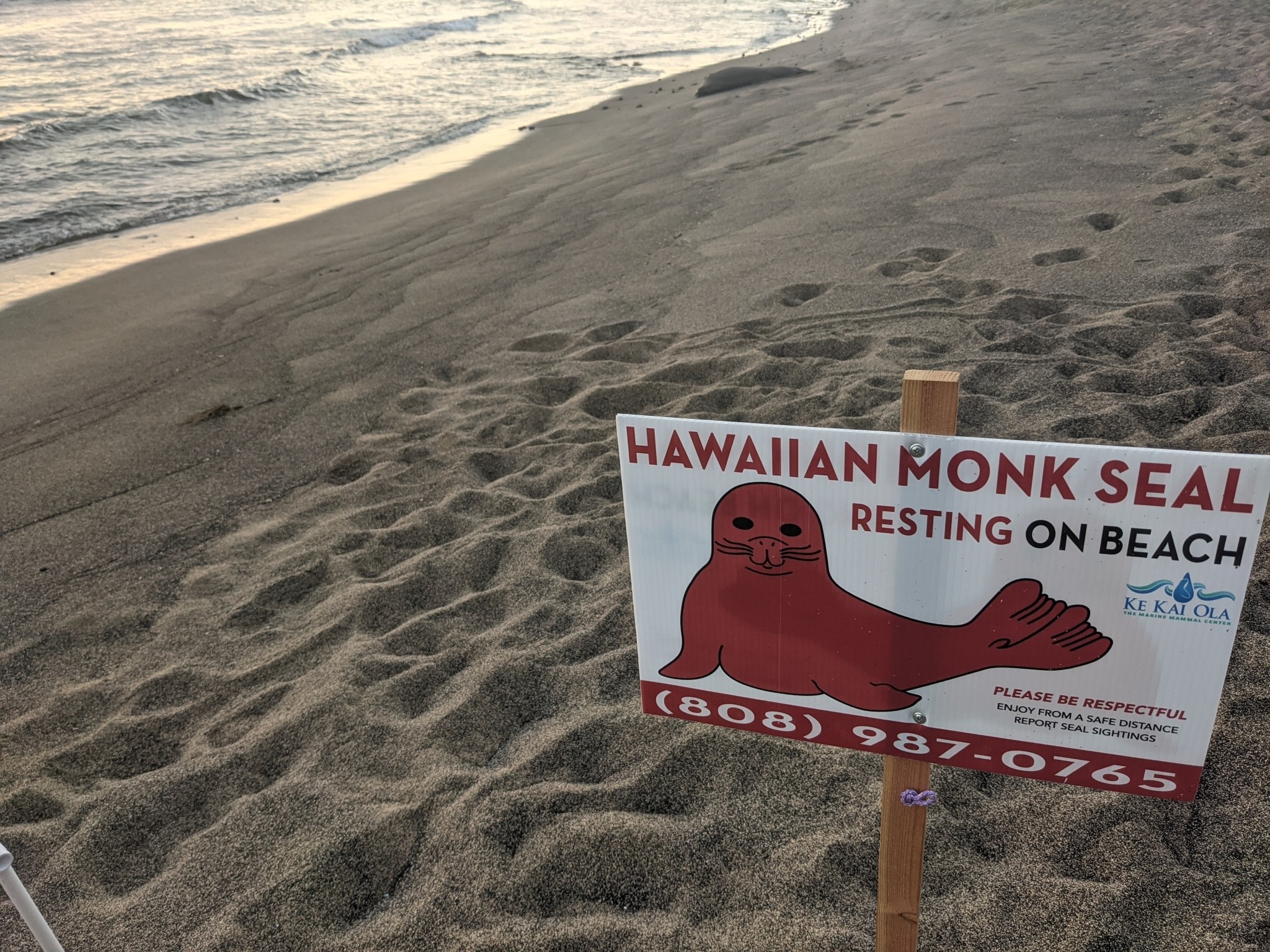 Eine hawaiianische Mönchsrobbe ruht am Strand mit einer Schautafel und einem Stuhl im Vordergrund, Meer und klarer Himmel im Hintergrund.