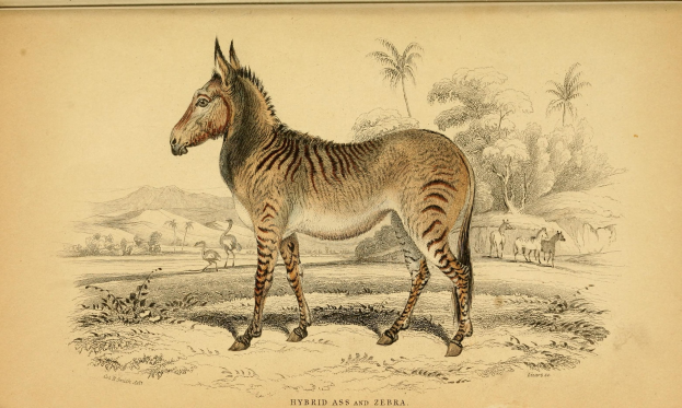 A drawing of a zebra standing in a field with trees, hills, and other animals, with text at the bottom.