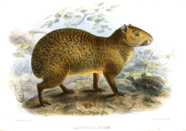 Eine Zeichnung eines Capybara, das auf dem Boden steht und von Pflanzen umgeben ist, mit Text unten.