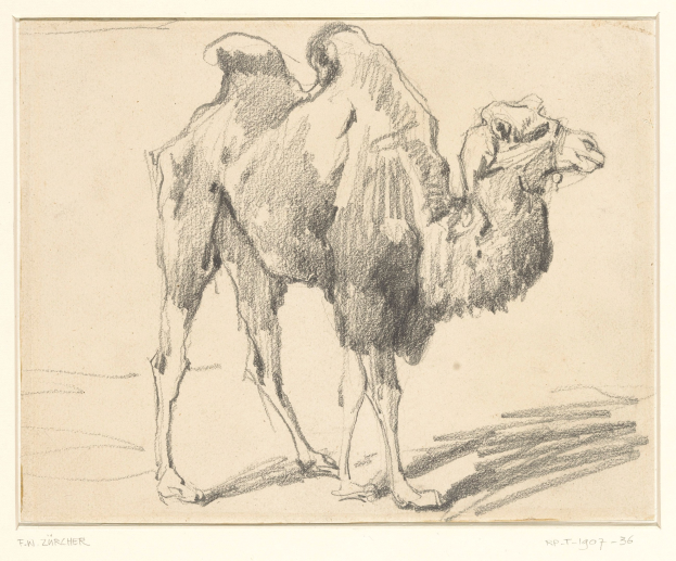 Eine Zeichnung einer Kamelin, die mit geschlossenen Augen in der Wüste steht, mit wehender Mähne und Schweif, unter einer untergehenden Sonne, die ein warmes orangefarbenes Leuchten verbreitet.