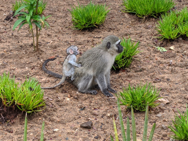 Ein Grüne Meerkatze und ihr Baby sitzen auf dem Boden umgeben von Pflanzen, wobei die Mutter das Baby nah an ihre Brust hält und beide neugierige Gesichter zeigen.