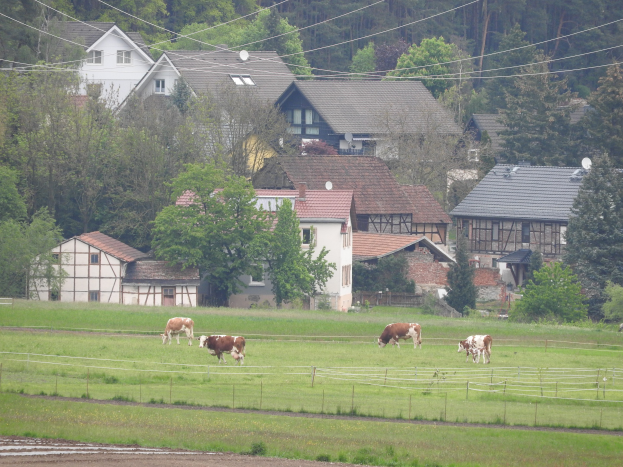 Kühe grasen auf einer grünen Wiese, die von einem hölzernen Zaun umgeben ist, mit Häusern, Bäumen, Strommasten und einem klaren blauen Himmel im Hintergrund.