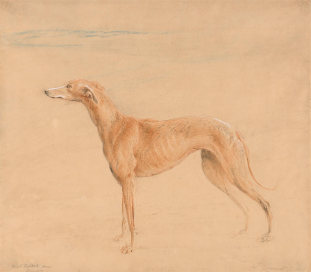 Eine realistische Zeichnung eines Greyhounds, der aufmerksam auf einem sandigen Strand unter einem tiefblauen Himmel mit verstreuten weißen Wolken steht, unterschrieben mit "KÜNSTLER" unten.