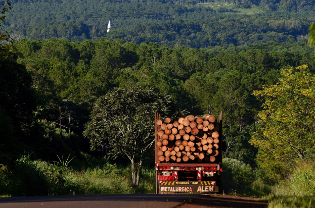 A logging truck transporting logs down a wooded road under a clear blue sky.