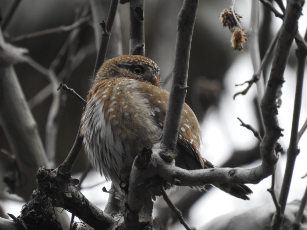 Ein kleiner Pygmäe-Eule mit braunen und weißen Federn, leuchtend gelben Augen und einem leicht geöffneten Schnabel, der auf einem Ast sitzt.