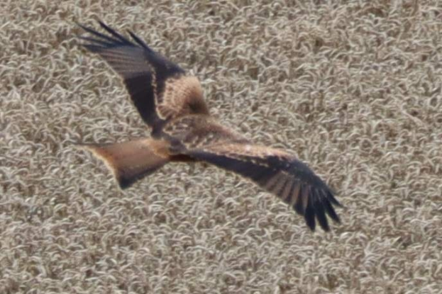 Ein roter Drachen mit ausgestreckten Flügeln, der über einem Feld mit hohem Gras fliegt.