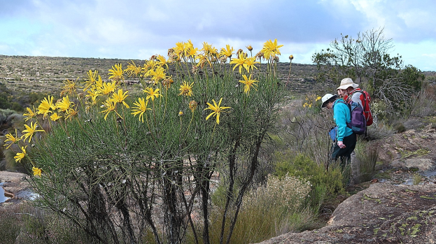 Zwei Wanderer mit Rucksäcken und Hüten steigen einen grasbewachsenen Hügel mit gelben Blumen im Vordergrund hinauf, Wolken am Himmel und ein Gewässer im Hintergrund.
