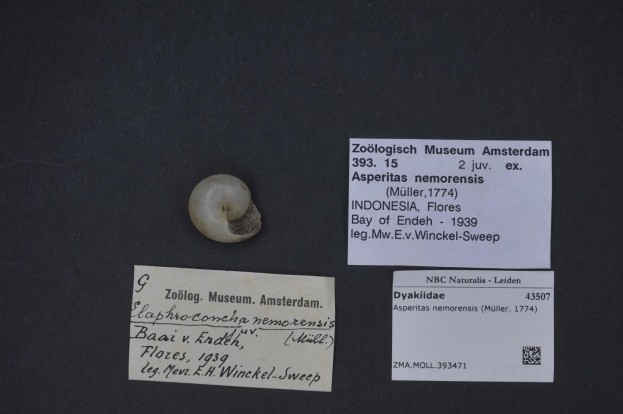 Small ammonite fossil from Asperitas nemoreensis species on black surface next to a paper with text and barcode.