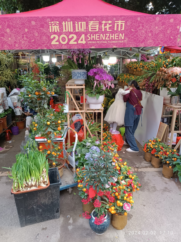 Eine Gruppe von Menschen steht unter einem pinken Zelt auf dem Shenzhen Frühlingsfest Blumenmarkt, umgeben von farbenfrohen Topfpflanzen und beleuchteten Pflanzen, vor einem Hintergrund von Bäumen.