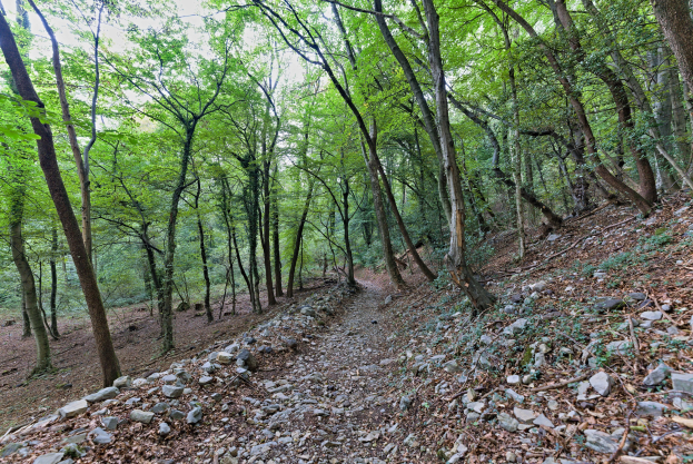 Ein schmaler Pfad windet sich durch einen dichten Wald mit hohen, grünen Bäumen, die Schatten über verstreute Felsen und abgefallene Blätter werfen.