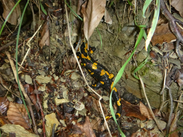 Ein europ├Ąischer Feuersalamander sitzt auf dem Boden in einem waldüberzogenen Gebiet umgeben von trockenen Bl├Ąttern, Zweigen und Pflanzen.