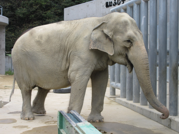 Indischer Elefant neben einem Metallzaun in einem Zoo stehend, mit Bäumen im Hintergrund und einer Textwand auf der rechten Seite.