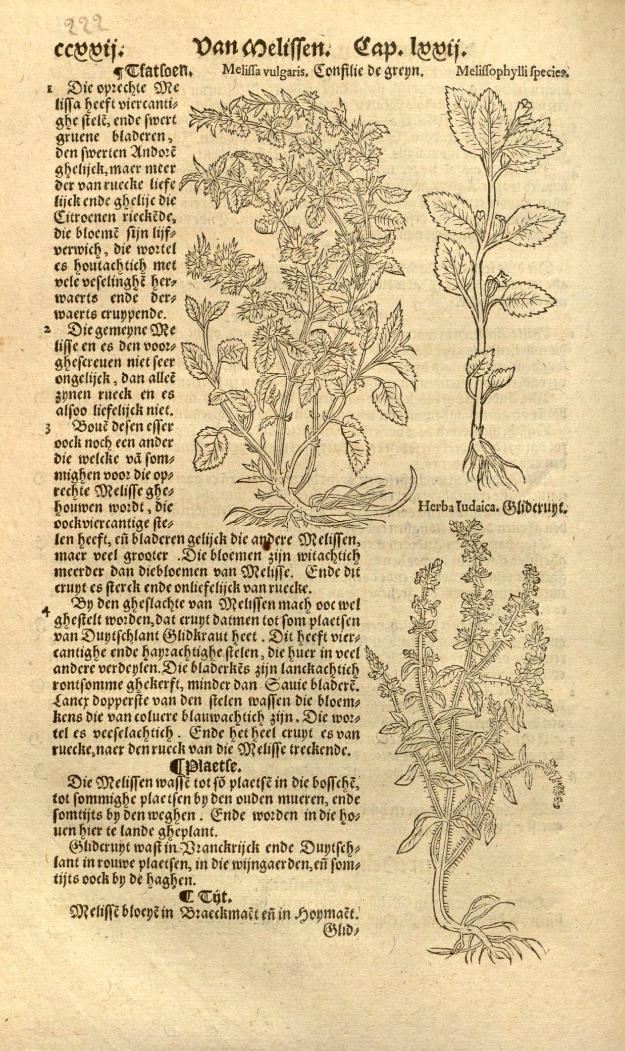 Old book with a 16th-century medicinal herb illustration, including plant images and descriptive text.