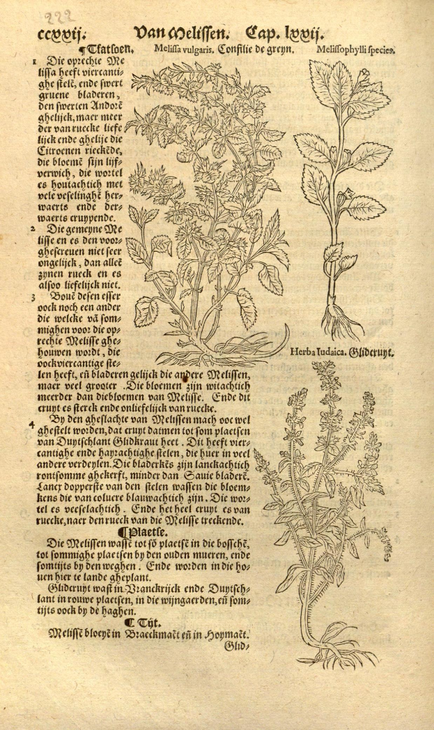 Old book with a 16th-century medicinal herb illustration, including plant images and descriptive text.