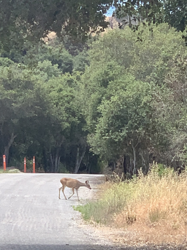 Ein Hirsch, der eine von Pfählen gesäumte Waldstraße überquert, umgeben von hohen Bäumen und saftigem Grün unter einem sichtbaren Himmel.