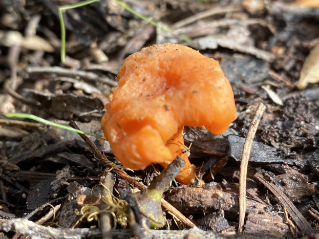 Orange Gyromitra infula Pilz auf dem Waldboden umgeben von trockenen Blättern und Gras.