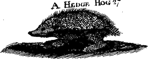 Schwarzes und weißes realistische Zeichnung eines Igels mit weiten, aufmerksamen Augen und aufgestellten Ohren, betitelt "Ein Igel?" in fetter Schrift.