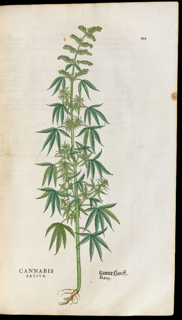 A book cover featuring a detailed illustration of a cannabis plant with accompanying text.