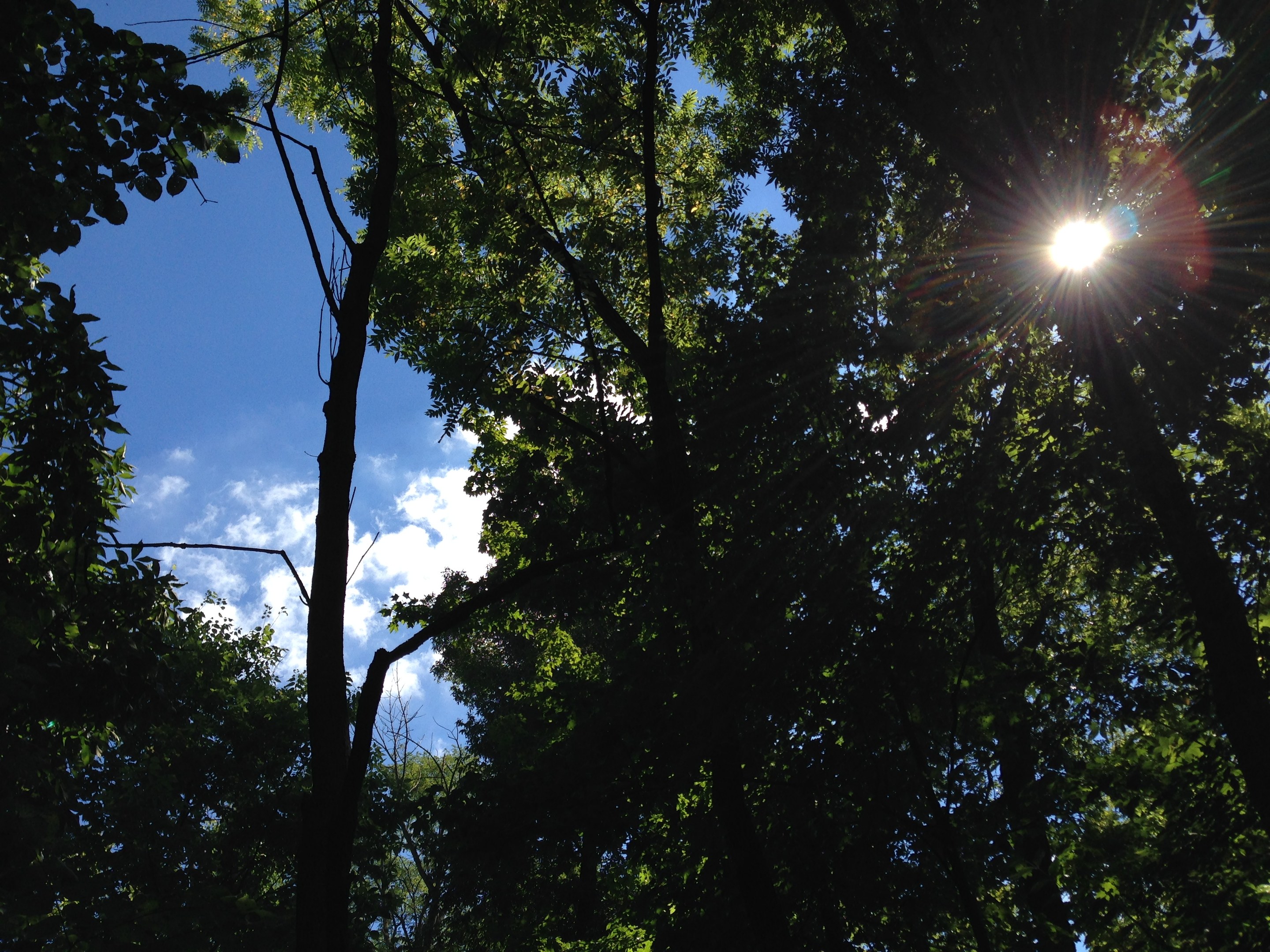 Hell strahlt die Sonne durch einen dichten Wald aus hohen Bäumen und erhellt den Himmel.