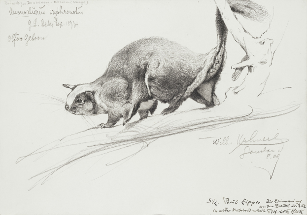 Ein detailliertes Bleistiftbild einer Beutelratte mit großen, aufmerksamen Augen, einem eingerollten Schwanz, aufgerichteten Ohren und einem leicht geöffneten Mund, dargestellt auf einem Blatt Papier mit etwas Text.