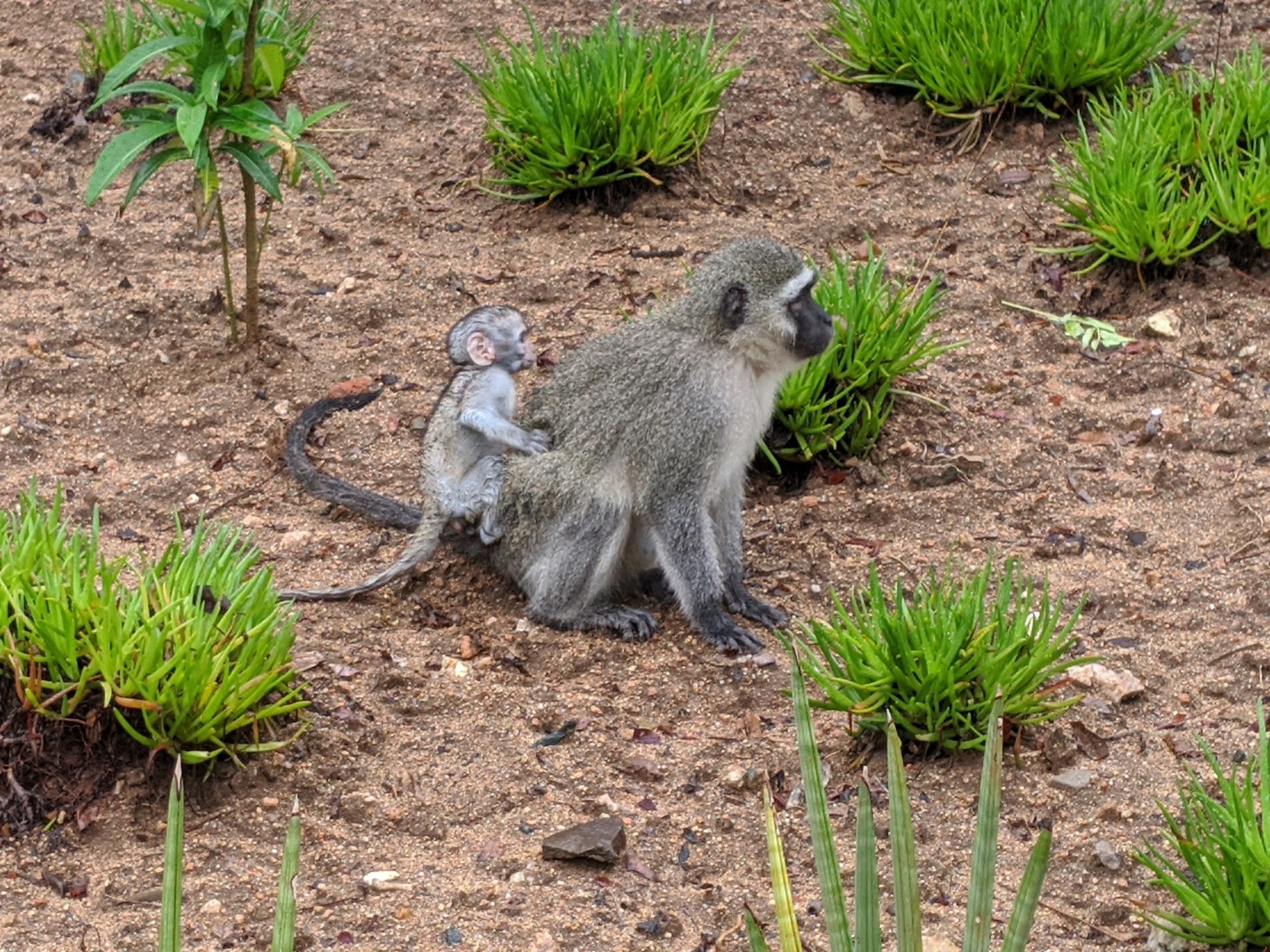 Ein Grüne Meerkatze und ihr Baby sitzen auf dem Boden umgeben von Pflanzen, wobei die Mutter das Baby nah an ihre Brust hält und beide neugierige Ausdrücke zeigen.