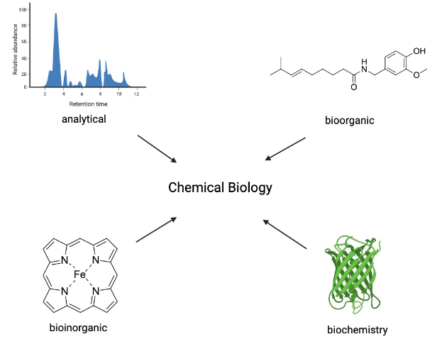 Diagramm eines chemischen Biologie-Prozesses auf einem weißen Hintergrund, das einen Graph in der linken oberen Ecke zeigt, der die Beziehung zwischen Bioorganik und Biochemie darstellt.