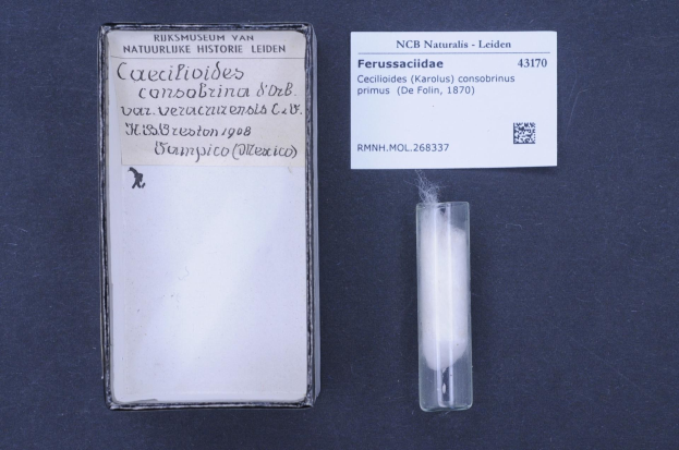 A small glass vial containing a white substance next to a labeled paper with a barcode and text reading "Ferussacidade, caecilioides consobrina d'orb, karolus consobrinus primus de folin, 1870".