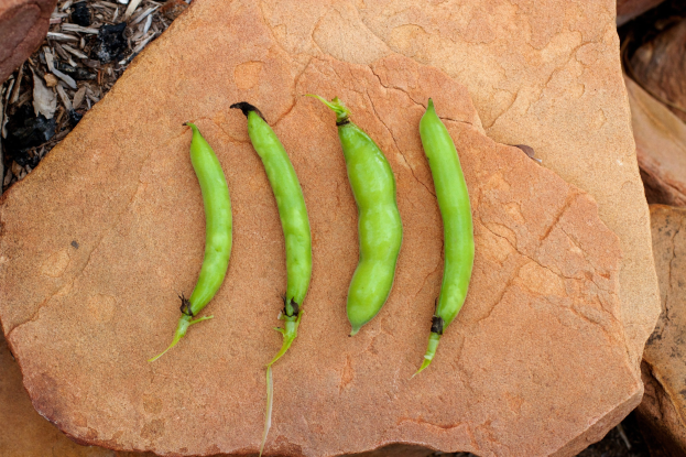Drei grüne Fava-Bohnen auf einem Felsen umgeben von Steinen und trockenen Blättern.