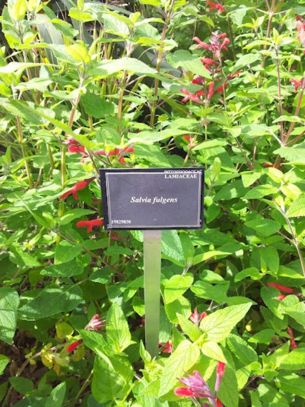 Ein Beet mit einer Salvia vulgaris-Pflanze mit leuchtend roten Blüten und grünen Blättern und einer zentralen Informationstafel.
