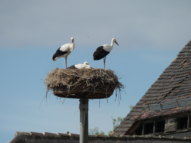 Zwei Weißstörche auf einem Nest auf einem Pfahl vor einem Haus mit Dach, umgeben von Bäumen und einem klaren blauen Himmel.
