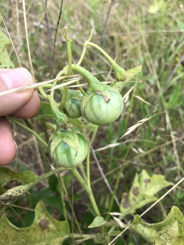Eine Person mit einem Bund grüner, mit Mehltau infizierter Tomaten in der Hand, die Hand auf der linken Seite des Bildes, vor einem Hintergrund aus Pflanzen und Gras.