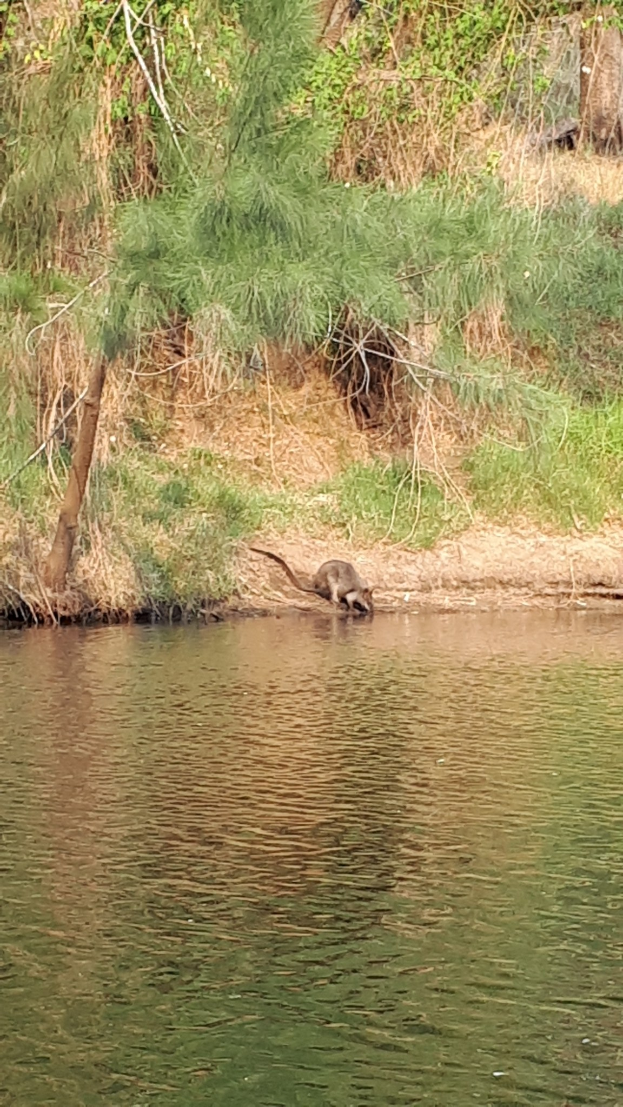 Ein Fluss mit Bäumen im Hintergrund, der ein Tier zeigt, das im Wasser schwimmt und von grünem Gras und hohen Bäumen umgeben ist.