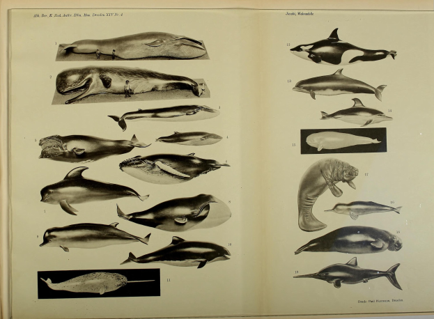 Ein aufgeschlagenes Buch mit Illustrationen von Meeressäugern wie Walen, Delfinen und anderen aquatic animals.
