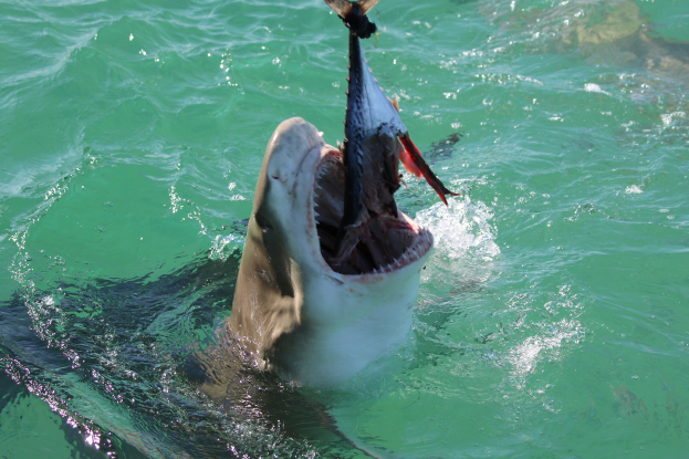 Ein Großer Weißer Hai mit offenem Mund, der an einer Angel im Wasser hängt.
