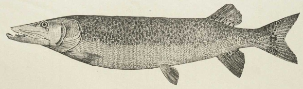 Schwarze und weiße Zeichnung eines Hechts mit langem, schlankem Körper, spitzer Schnauze, sichtbaren Schuppen, ausgebreiteten Flossen, großen runden Augen und offenem Mund, der scharfe Zähne zeigt.