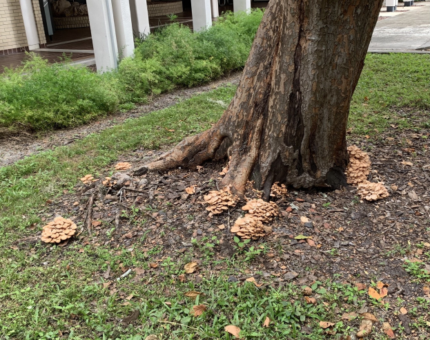 Ein großer Baum steht vor einem Haus mit gefallenen Blättern auf dem Boden, umgeben von Gras, Pflanzen und Säulen, während Werkzeuge und Materialien auf seine Entfernung hinweisen.