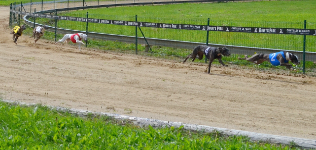Greyhounds rennen auf einer Schotterbahn, die von einem eingezäunten Bereich mit Bannern umgeben ist.