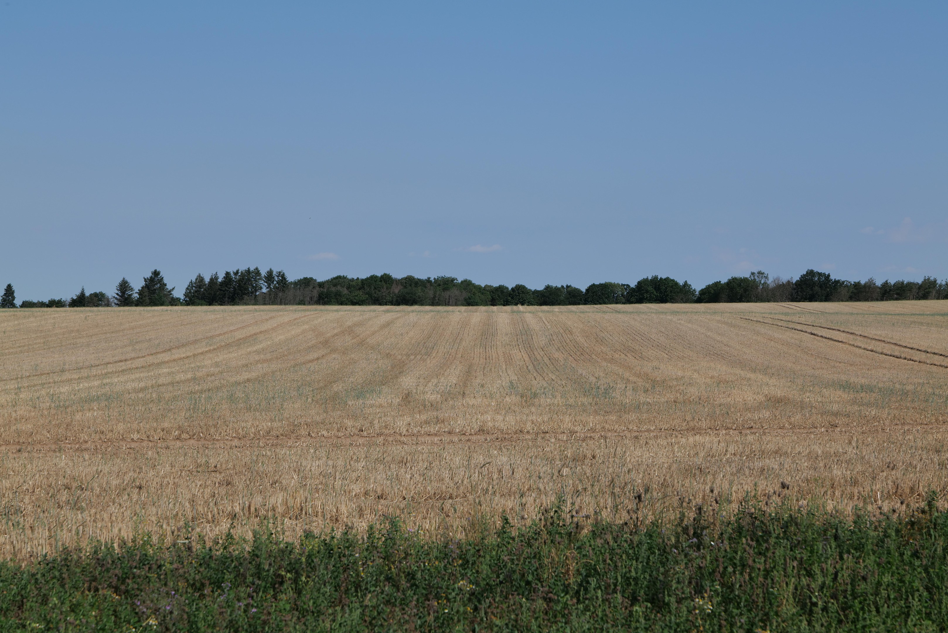 Ein Feld mit reifem Weizen mit ein paar Pflanzen unten und Bäumen im Hintergrund unter einem klaren blauen Himmel.