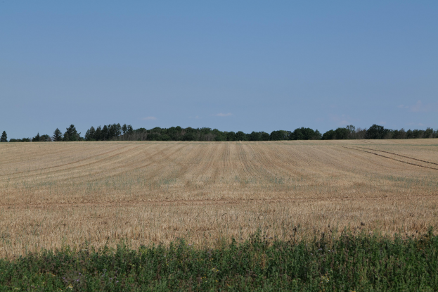 Ein Feld mit reifem Weizen mit ein paar Pflanzen unten und Bäumen im Hintergrund unter einem klaren blauen Himmel.