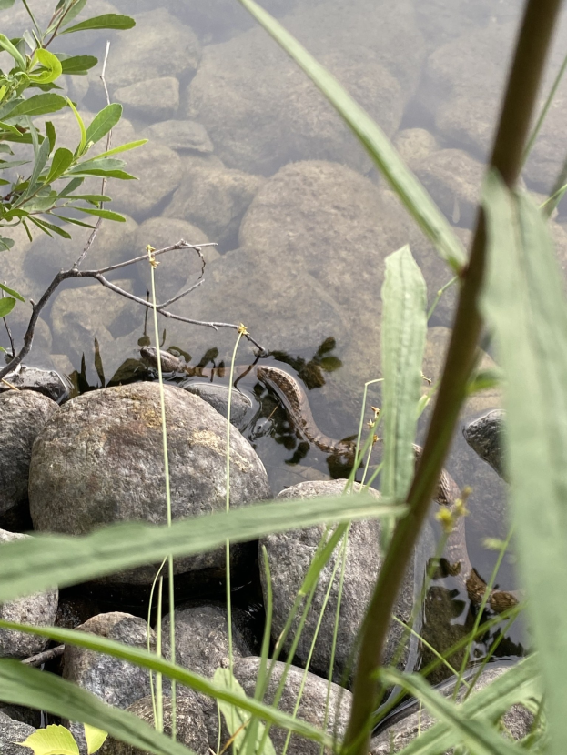 Ein gewöhnlicher Molch schwimmt in einem klaren, stillen Teich, umgeben von verstreuten Steinen und üppigen grünen Pflanzen, seine Schuppen glänzen im Sonnenlicht.