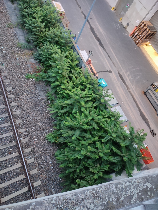 Eine Schienenstrecke verläuft neben einer Reihe von Norwegenfichten, mit verschiedenen Objekten, Fahrzeugen und einem Gebäude auf der rechten Seite.