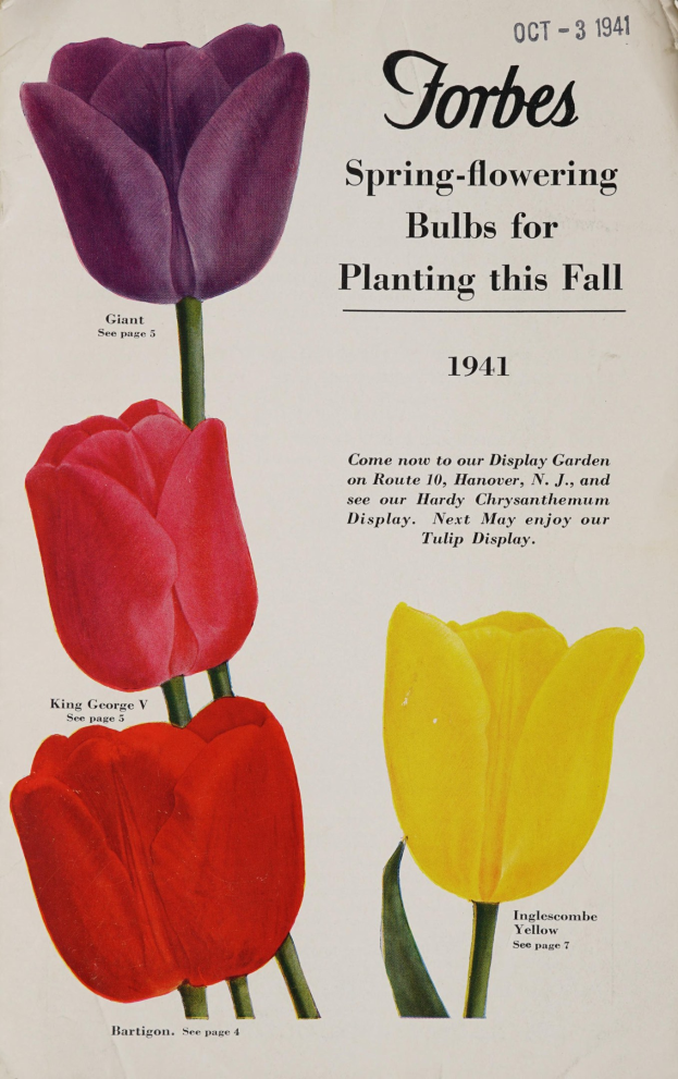 Plakat aus dem Jahr 1941 mit drei roten, gelben und violetten Tulpen, die symmetrisch mit überlappenden Blütenblättern gegen einen weißen Hintergrund angeordnet sind, und der Text "Forbes Frühlingsblüher zum Einpflanzen in diesem Herbst 1941" oben.