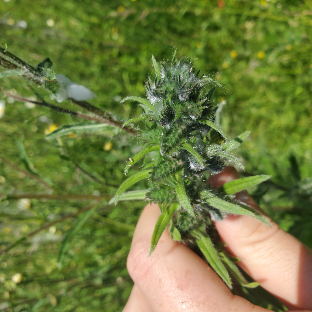 Eine Person, die eine Cannabis-Pflanze hält, vor grünem Gras